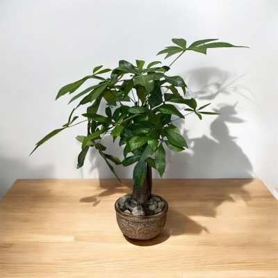 Potted green houseplant with glossy leaves in a decorative ceramic pot