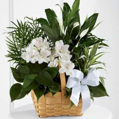 Basket of assorted green plants with white alstroemeria blooms and a white ribbon bow