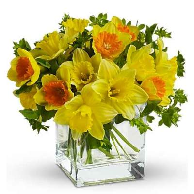 Yellow daffodils in a clear square glass vase