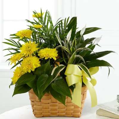 Loving Light Dishgarden