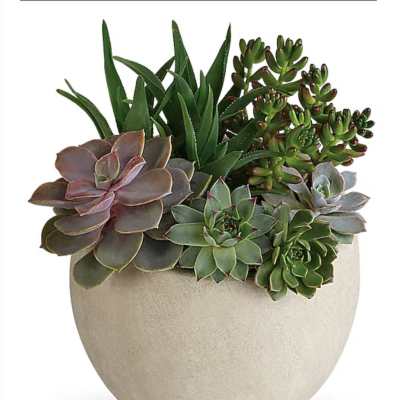 Succulent arrangement in a round beige pot
