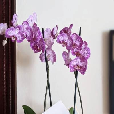 Purple or White Wrapped Orchid
