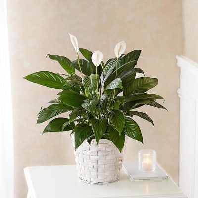 6” Peace Lily Plant