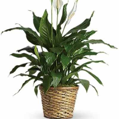 Potted peace lily plant with white blooms in a woven basket