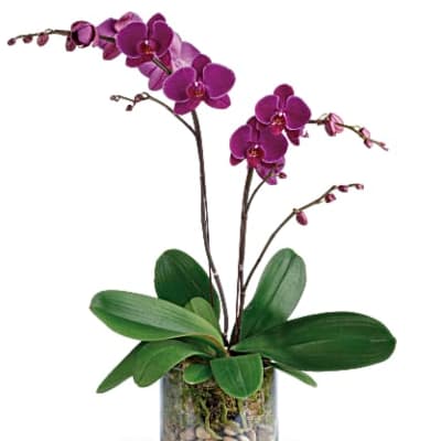 Purple orchid plant in a glass vase with stones