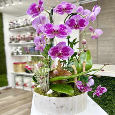 Potted pink phalaenopsis orchids with buds and moss in a round white wooden planter