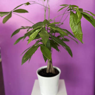 Potted green houseplant in a white pot on a small table
