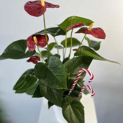 Red anthurium plant with candy cane decorations in a white pot