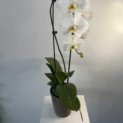 White orchid plant in a black pot with tall stems