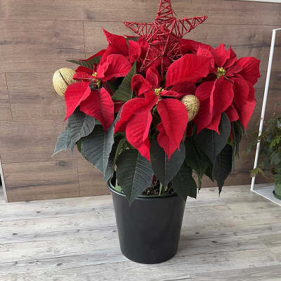 Potted red poinsettia plant in a black container