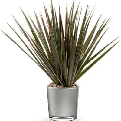 Teleflora's Moonstone Dracaena