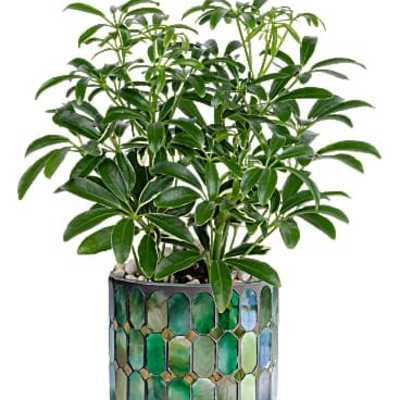 Teleflora's Leaves of Glass Plant