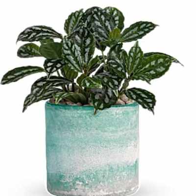 Teleflora's Seaside Mist Plant