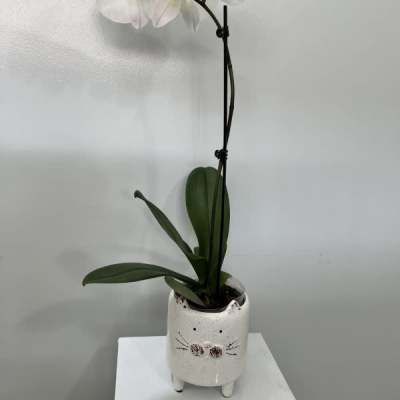 White orchid plant in a small ceramic pot