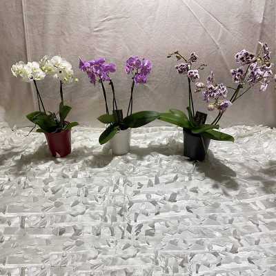 Three potted orchid plants with white, purple, and speckled blooms