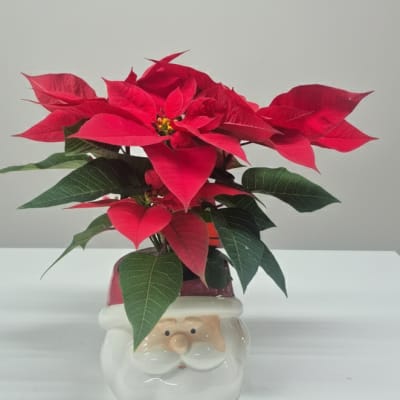 Red Poinsettia