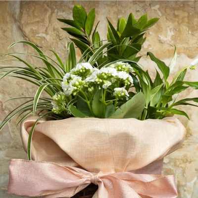Wicker basket of mixed green plants with small white flowers, wrapped in fabric with a pink bow