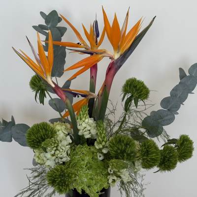 Orange bird of paradise flowers in a black vase with green blooms
