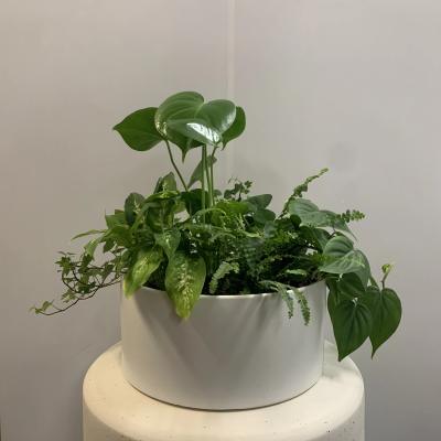 A lush green potted plant arrangement in a white container