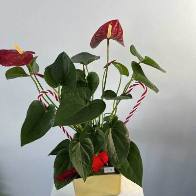 Anthurium plant in a gold rectangular pot with candy canes