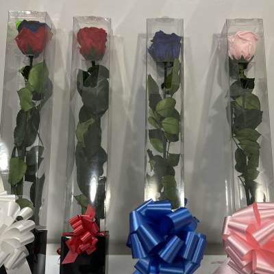 Four long-stem roses in clear boxes with ribbon bows