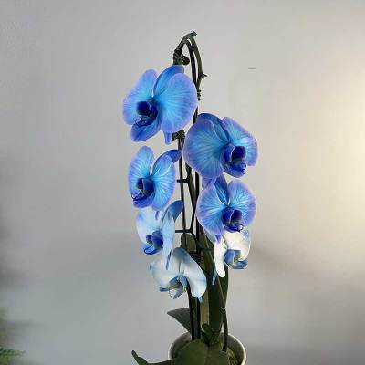 Blue and white orchids in a white pot