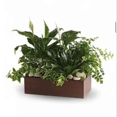 Rectangular planter with assorted green houseplants and white blooms