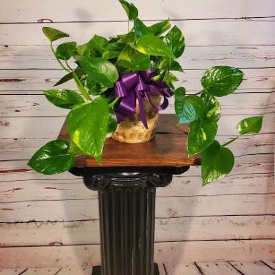 Pothos in Basket