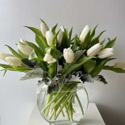 White Tulip Elegance