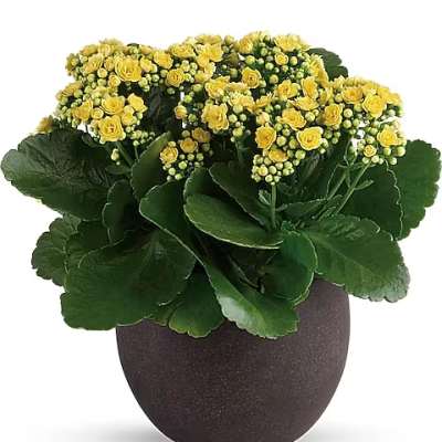Yellow flowering plant in a dark round pot