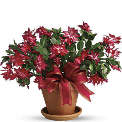 Merry Christmas Cactus