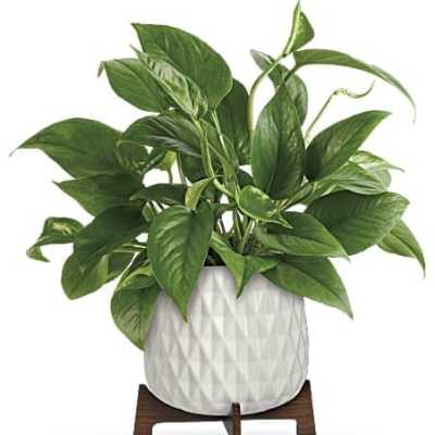 Teleflora's Lush Leaves Pothos Plant