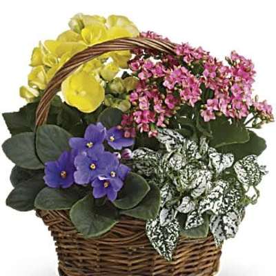 Spring Has Sprung Mixed Basket