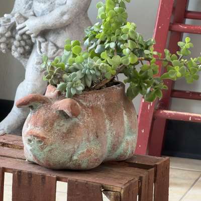 marranito de suculentas