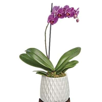 Teleflora's Architectural Orchid Plant