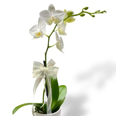 White orchid plant in a white pot with a sheer ribbon bow