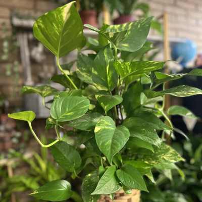 Potted pothos plant with glossy green variegated leaves in a woven basket