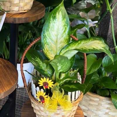 Potted green plant in a woven basket with yellow ribbon and small sunflower decorations