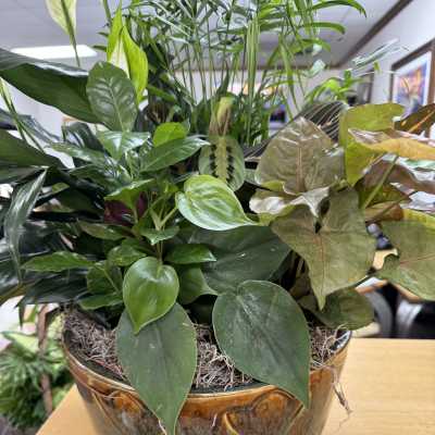 Mixed green houseplants arranged in a ceramic bowl planter