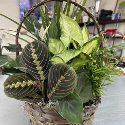 Basket of assorted potted houseplants with patterned leaves