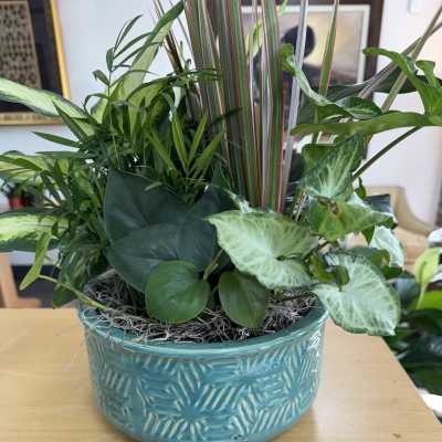 Mixed green houseplants in a turquoise ceramic planter