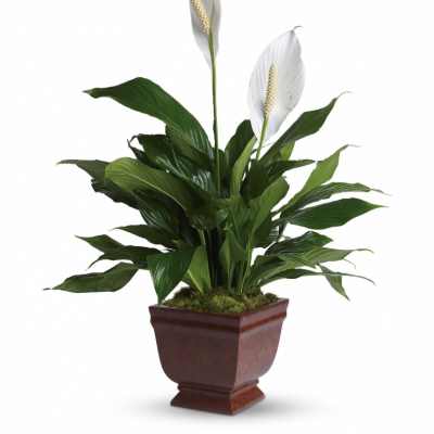 Lovely One Spathiphyllum Plant