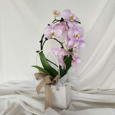 Pink orchid plant in a white gift bag with a ribbon bow