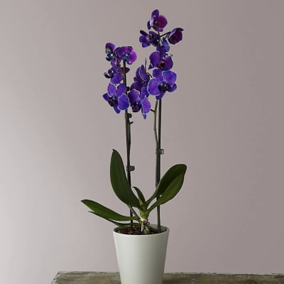 Purple orchid plant in a white pot