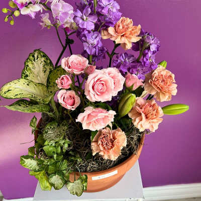 Pink roses and purple flowers arranged in a terracotta pot