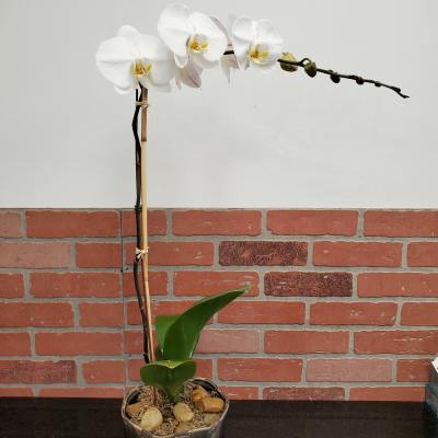 Phalaenopsis Orchid Plant