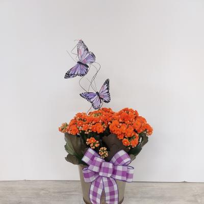 Potted orange flowering plant in a metal container with a purple check bow and decorative butterflies.