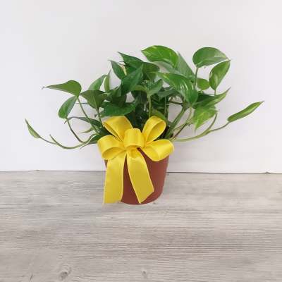 Potted leafy houseplant in a brown pot decorated with a large yellow satin bow
