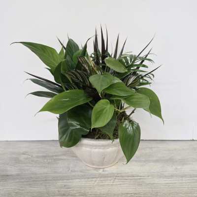 8" Sweet Memory Plant Dishgarden