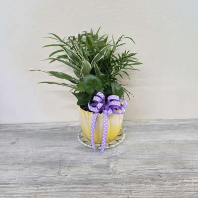 Petal Pot Plant Combo